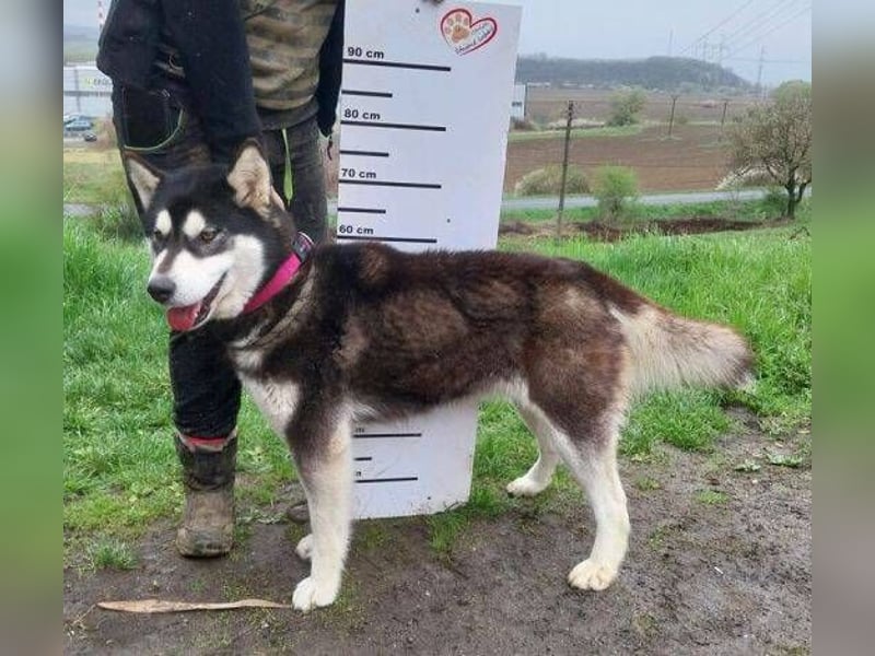 Luna, Husky Mischling