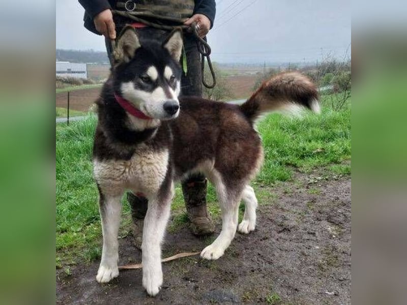 Luna, Husky Mischling
