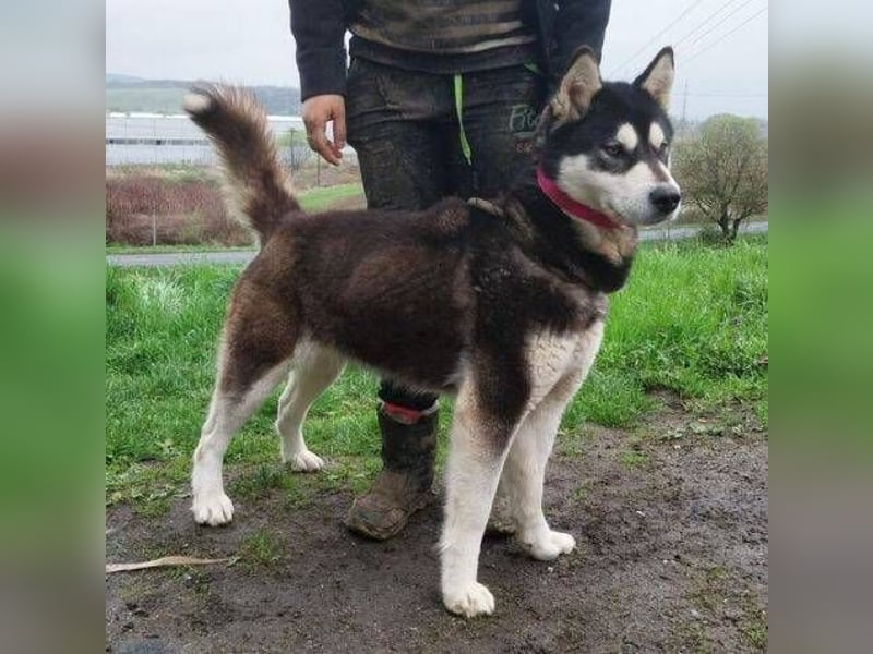 Luna, Husky Mischling