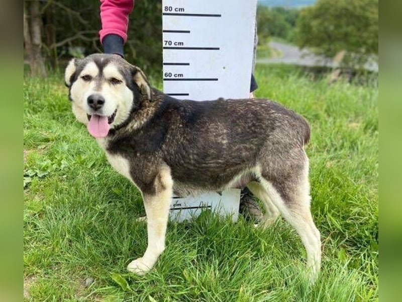 Nala, Husky Mischling