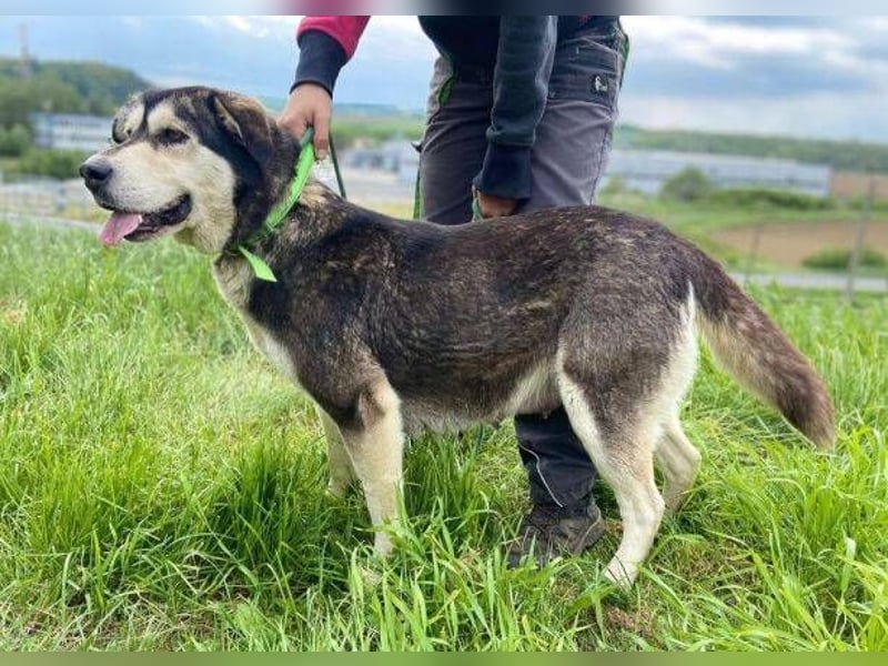 Nala, Husky Mischling