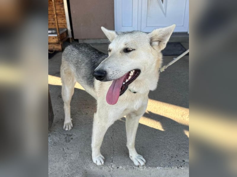 Vera ❤️ menschenbezogene Husky-Dame