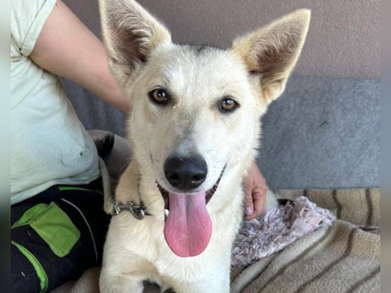 Vera ❤️ menschenbezogene Husky-Dame