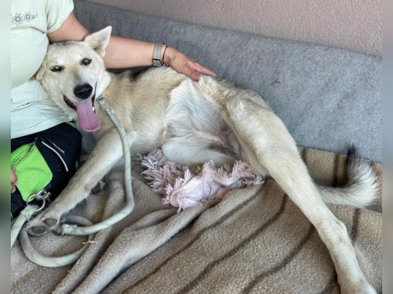 Vera ❤️ menschenbezogene Husky-Dame
