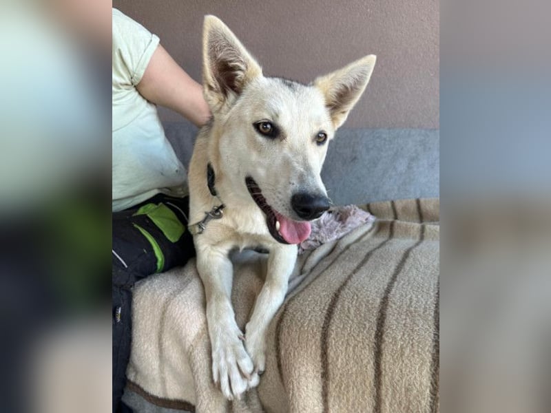 Vera ❤️ menschenbezogene Husky-Dame
