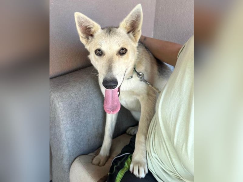 Vera ❤️ menschenbezogene Husky-Dame