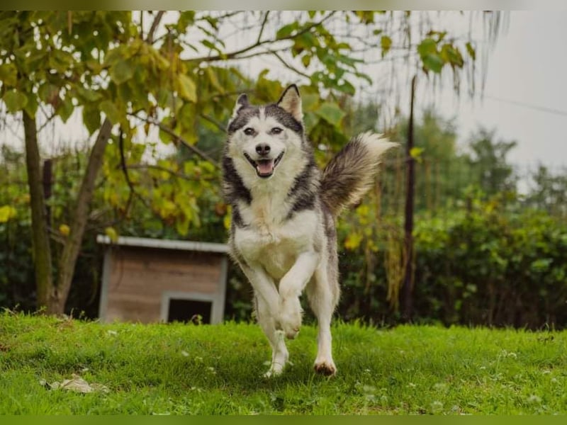 Lina, freundliche Huskyhündin sucht ein Zuhause