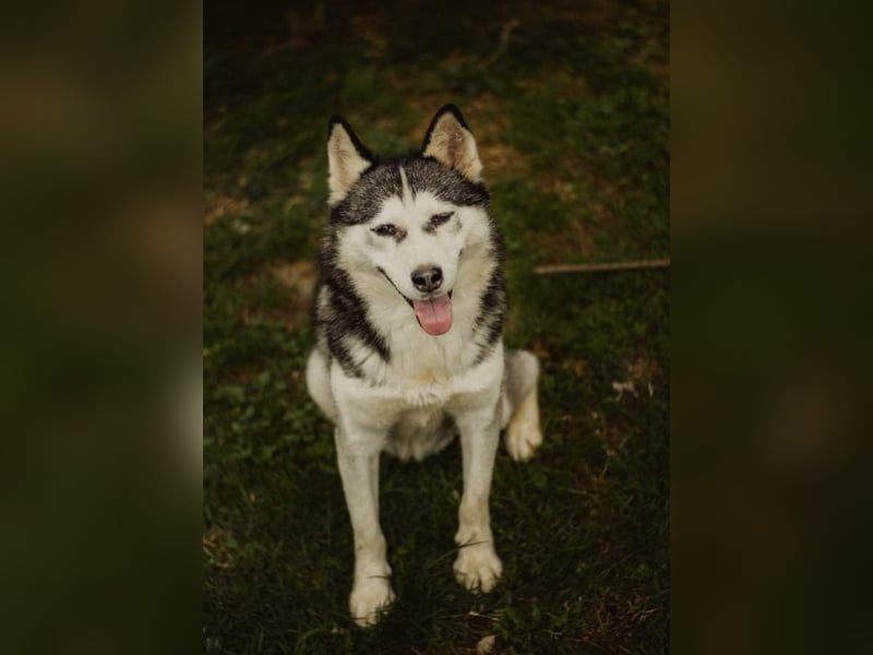 Lina, freundliche Huskyhündin sucht ein Zuhause