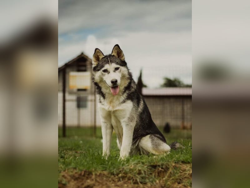 Lina, freundliche Huskyhündin sucht ein Zuhause