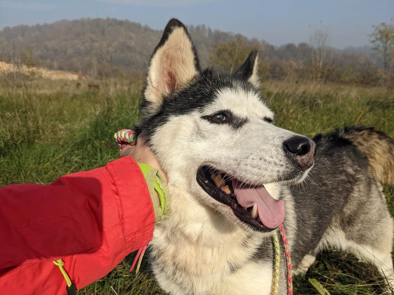Lina, freundliche Huskyhündin sucht ein Zuhause