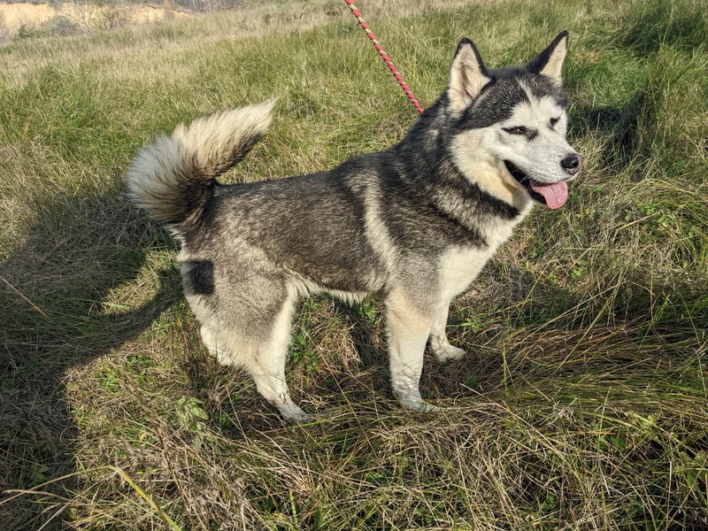 Lina, freundliche Huskyhündin sucht ein Zuhause