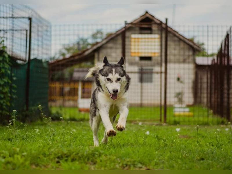Lina, freundliche Huskyhündin sucht ein Zuhause
