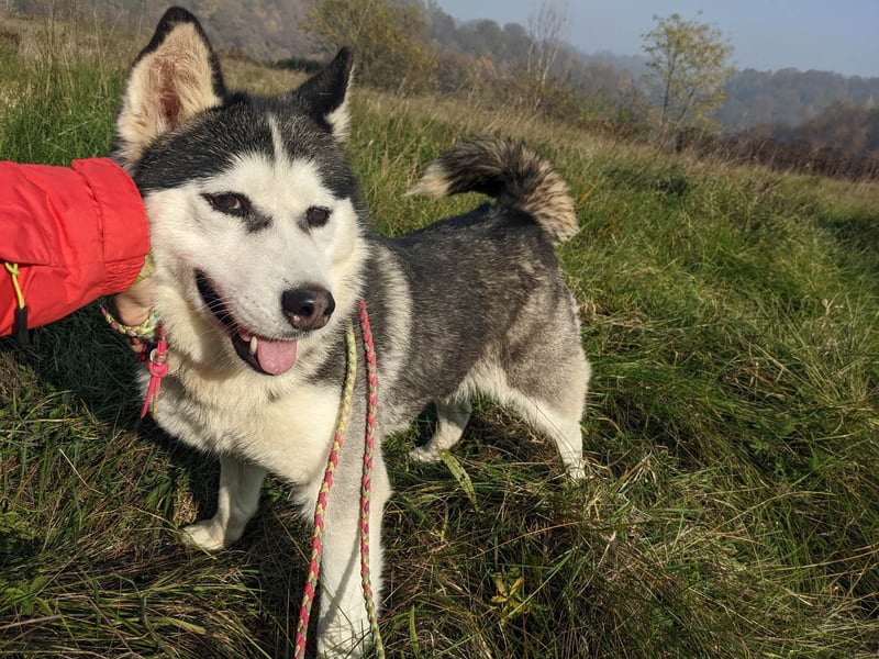 Lina, freundliche Huskyhündin sucht ein Zuhause