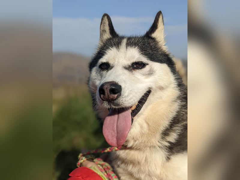 Lina, freundliche Huskyhündin sucht ein Zuhause