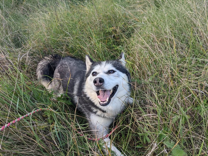 Lina, freundliche Huskyhündin sucht ein Zuhause