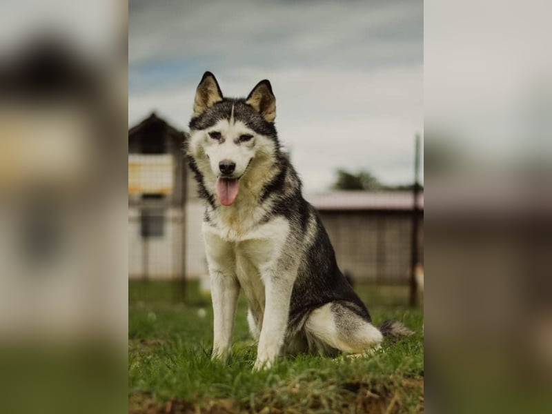 Lina, freundliche Huskyhündin sucht ein Zuhause