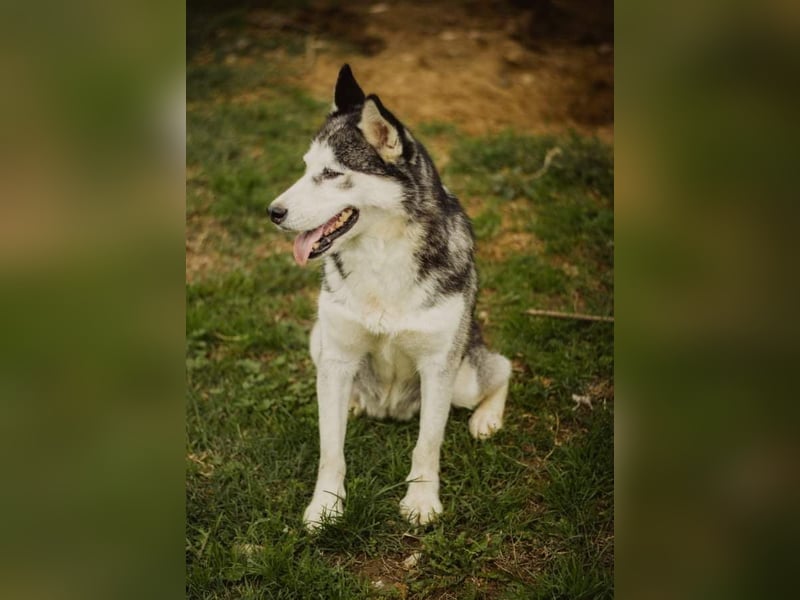 Lina, freundliche Huskyhündin sucht ein Zuhause