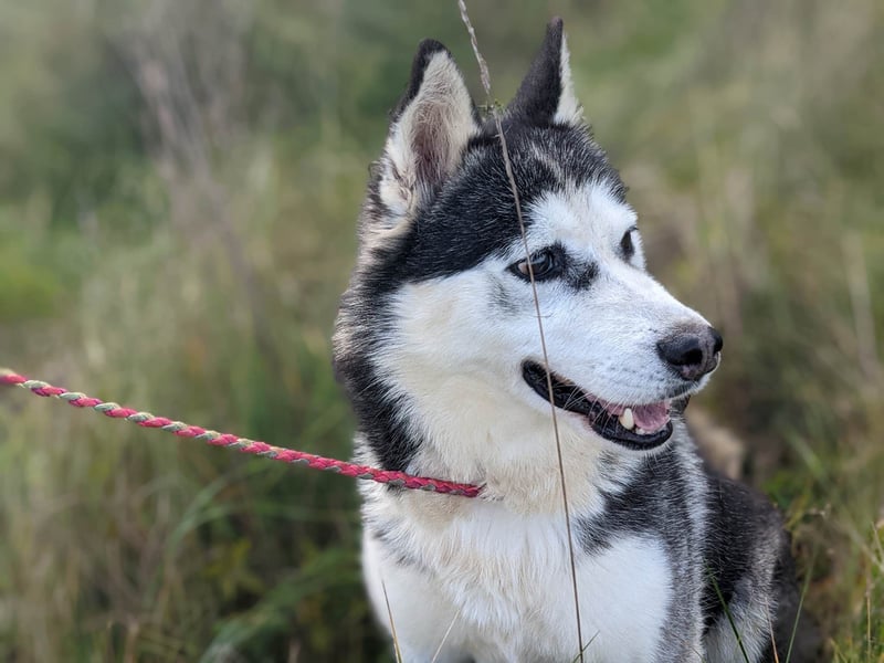 Lina, freundliche Huskyhündin sucht ein Zuhause