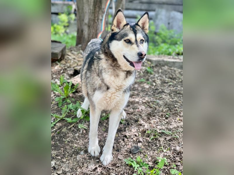TESSA- sucht erfahrene Hundehalter
