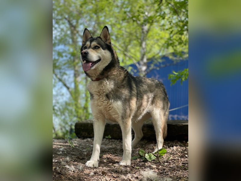 TESSA- sucht erfahrene Hundehalter