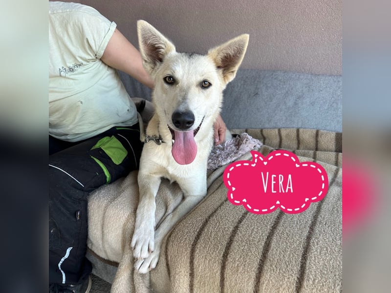 Vera ein Prachtexemplar wartet in Tierheim