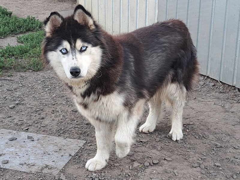 Kiara ( * 10 / 2022 ) sucht ihre Menschen