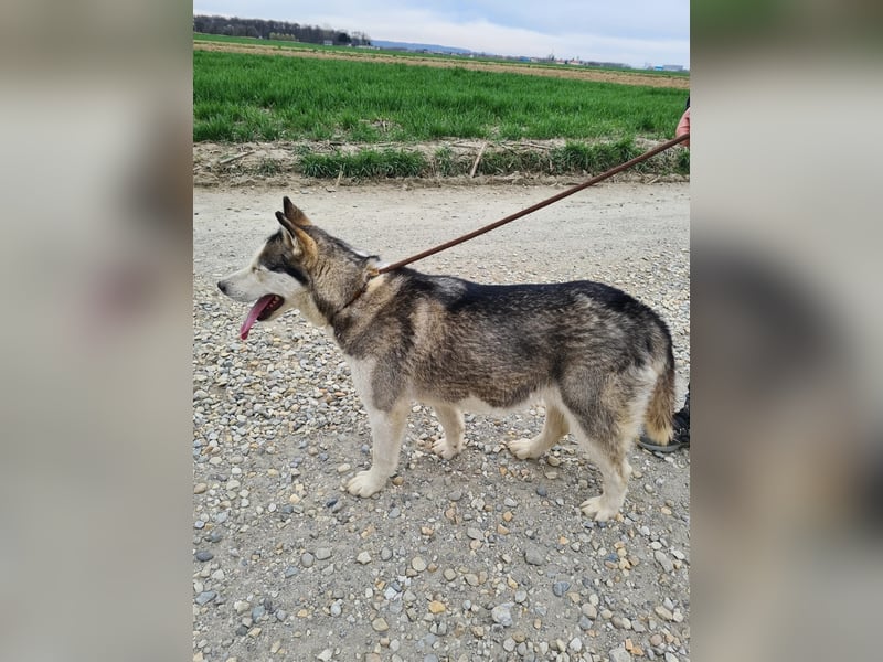 Kona ein trauriger Engel