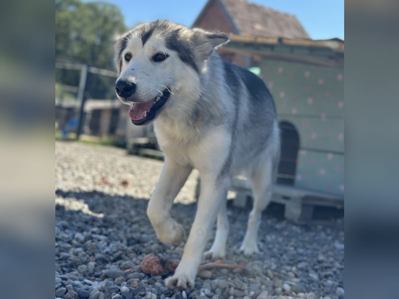 Ruby ein tolles Mädchen