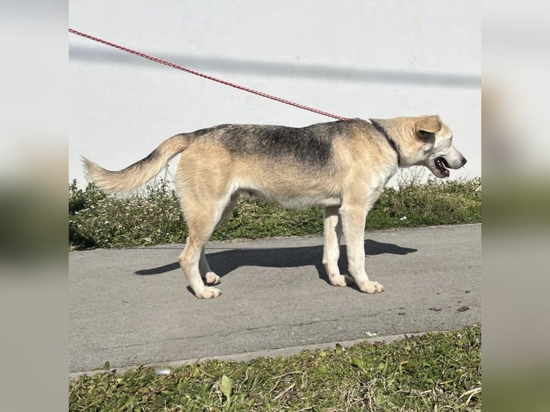 Mica eine treue wundervolle