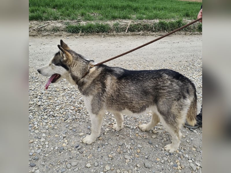 Kona eine traumhaft hübsche Hündin