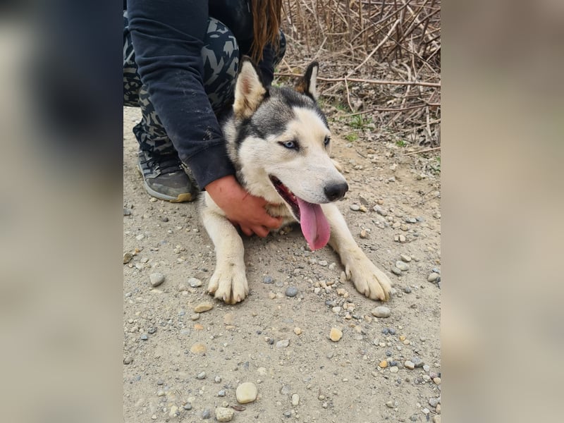 Kona ein trauriger Engel