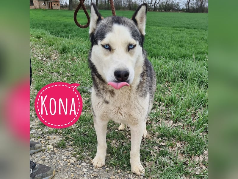 Kona eine traumhaft hübsche Hündin