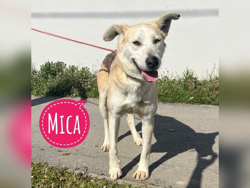 Mica eine treue wundervolle