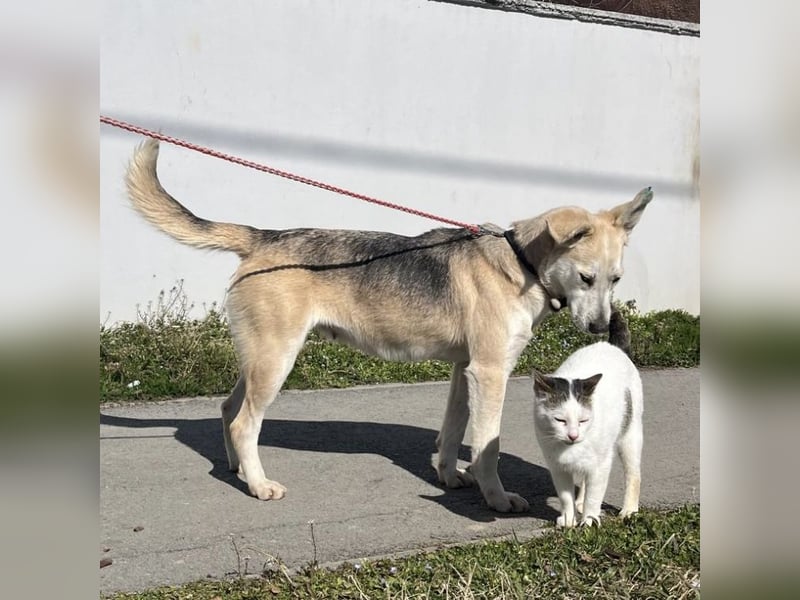 Mica eine treue wundervolle