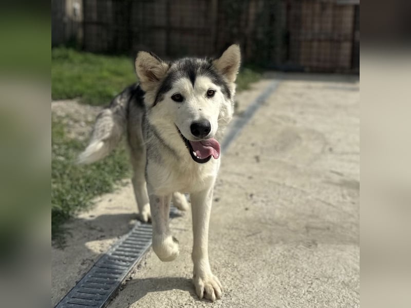 Ruby ein tolles Mädchen