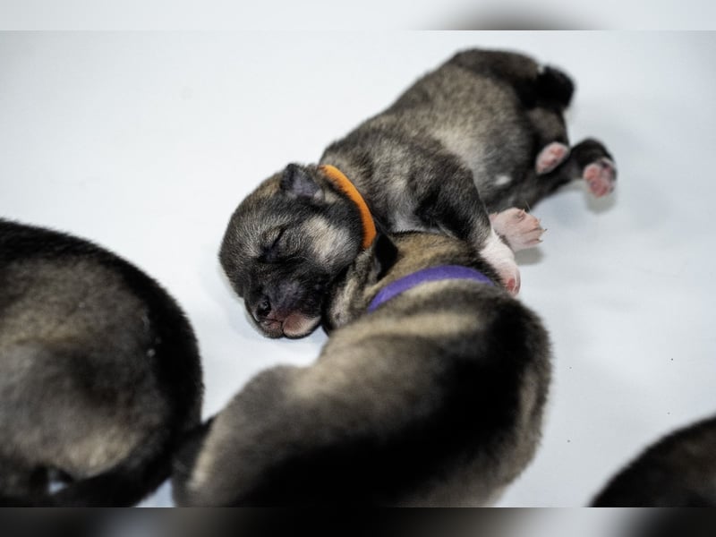 Siberian Keeshond (Siberian Husky und Wolfsspitz Mix)