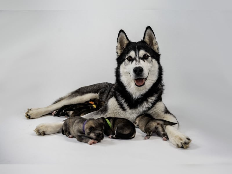Siberian Keeshond (Siberian Husky und Wolfsspitz Mix)