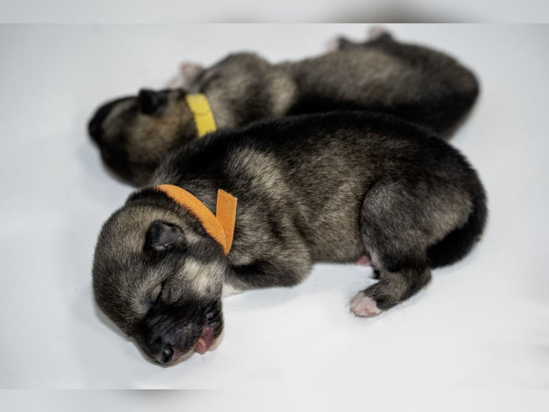 Siberian Keeshond (Siberian Husky und Wolfsspitz Mix)