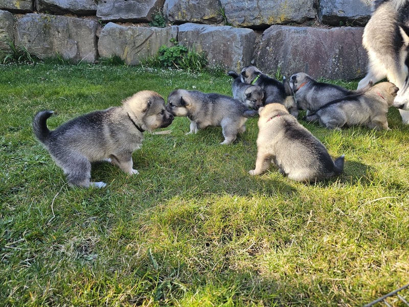 Siberian Keeshond (Siberian Husky und Wolfsspitz Mix)