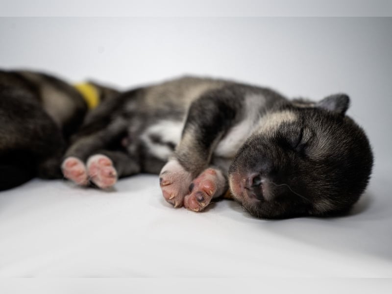 Siberian Keeshond (Siberian Husky und Wolfsspitz Mix)