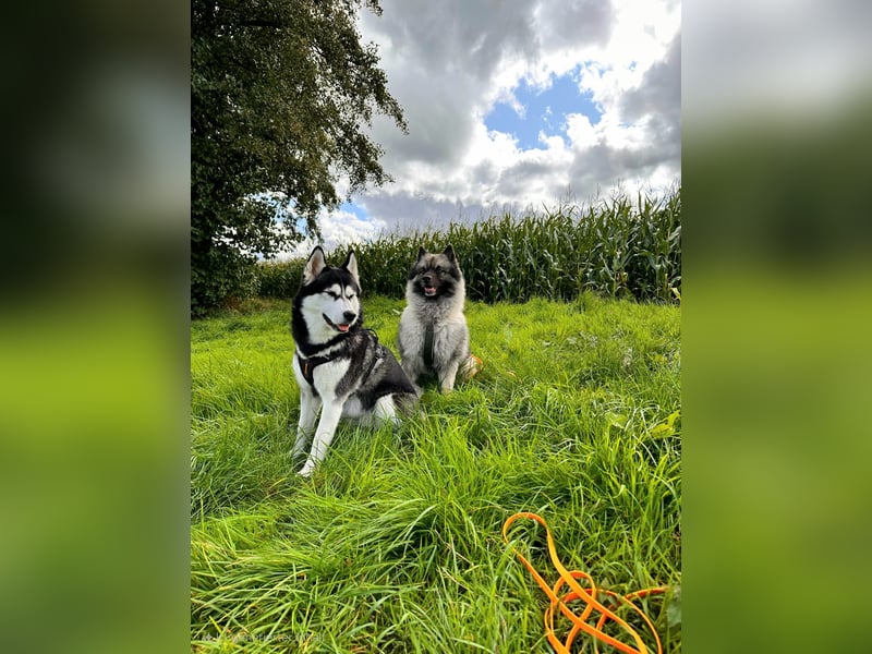 Siberian Keeshond (Siberian Husky und Wolfsspitz Mix)