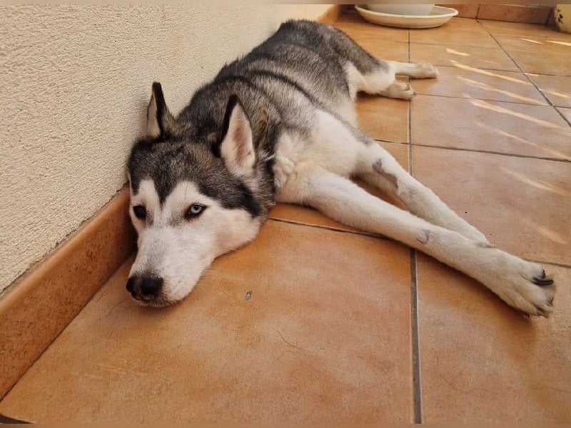 Eve, ein Leben auf dem Balkon ;-(   , fast  2 Jahre lang