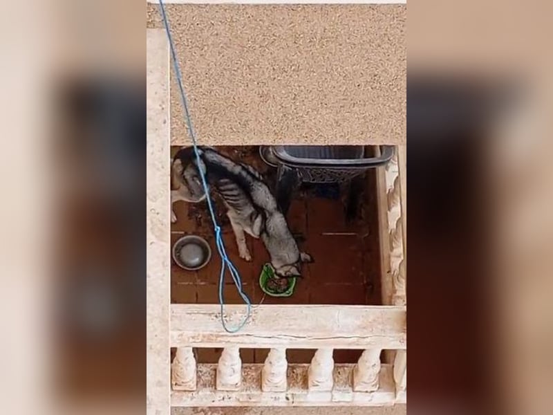 Eve, ein Leben auf dem Balkon ;-(   , fast  2 Jahre lang