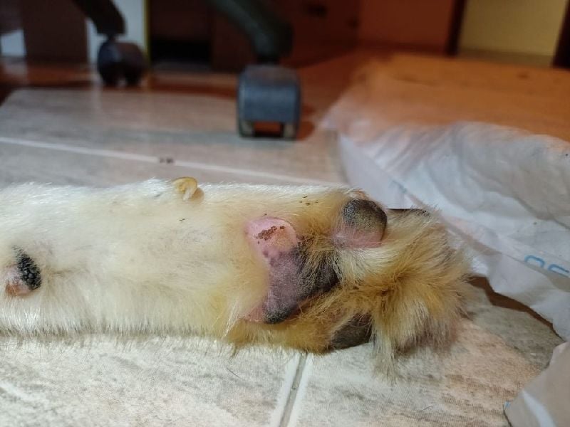 Eve, ein Leben auf dem Balkon ;-(   , fast  2 Jahre lang