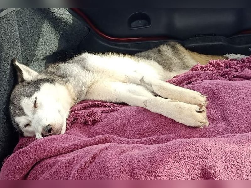 Eve, ein Leben auf dem Balkon ;-(   , fast  2 Jahre lang