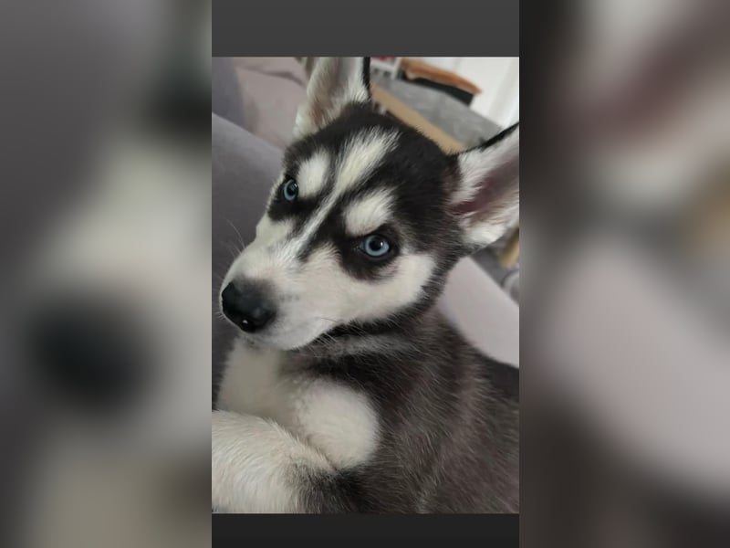 Siberische Husky