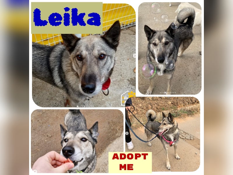 Leika, lieb treu mit mittlerem Temperament 2017 geb., 17 kg