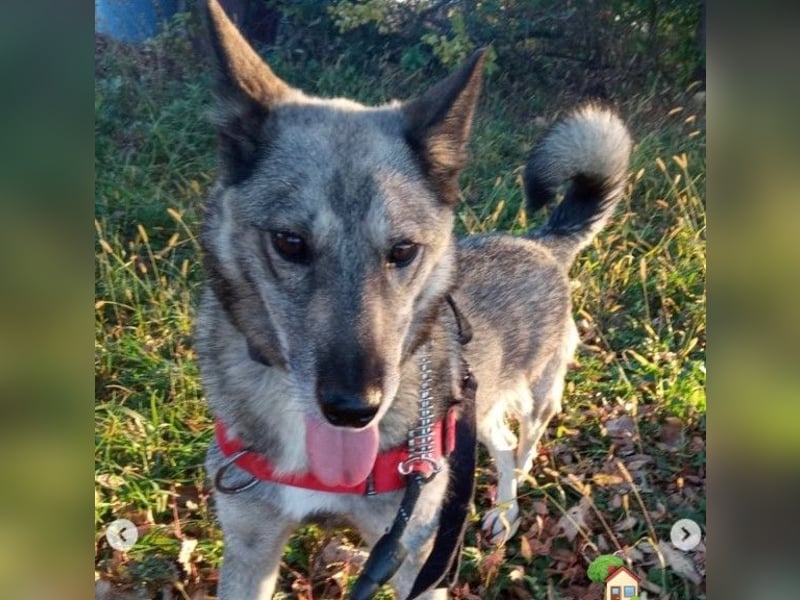 Leika, lieb treu mit mittlerem Temperament 2017 geb., 17 kg