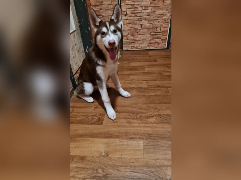 Braunn Husky Welpen ( 1 Hündin  )