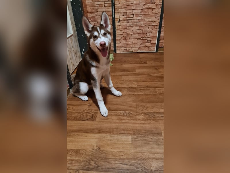 Braunn Husky Welpen ( 1 Hündin  )